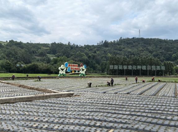  犍为茶文化地理志：山水灵气与千年茶脉的深层耦合 文化旅游 犍为茶文化地理志：山水灵气与千年茶脉的深层耦合 文化旅游