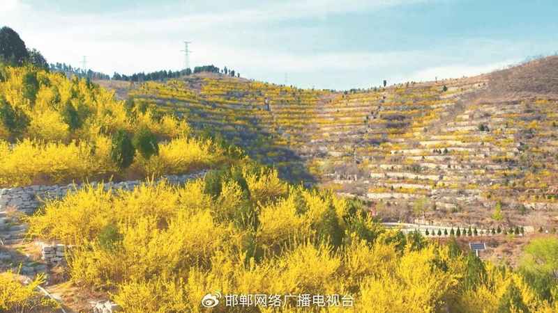  太行深处那抹金黄：涉县人与连翘的不解之缘 文化旅游 太行深处那抹金黄：涉县人与连翘的不解之缘 文化旅游