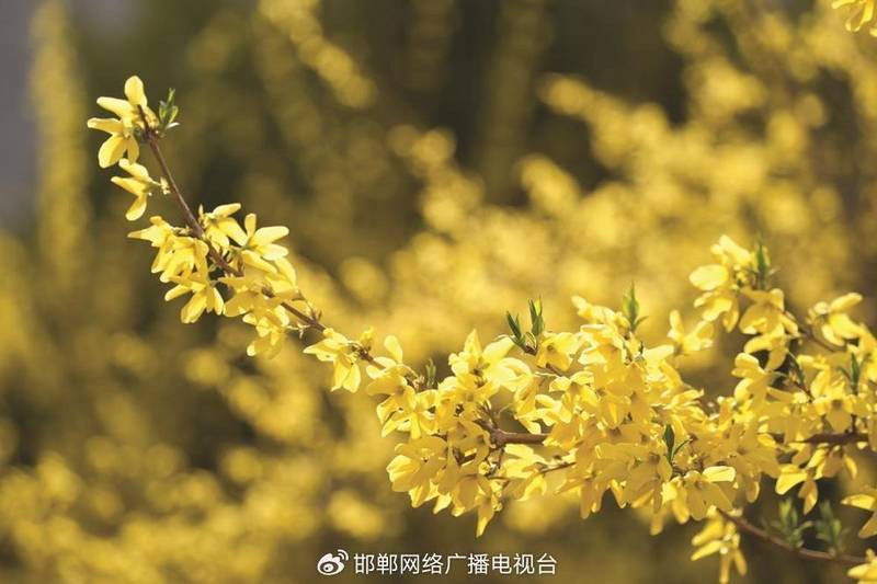  太行深处那抹金黄：涉县人与连翘的不解之缘 文化旅游 太行深处那抹金黄：涉县人与连翘的不解之缘 文化旅游