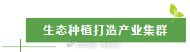  太行深处那抹金黄：涉县人与连翘的不解之缘 文化旅游 太行深处那抹金黄：涉县人与连翘的不解之缘 文化旅游