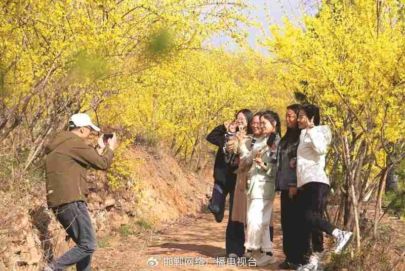  太行深处那抹金黄：涉县人与连翘的不解之缘 文化旅游 太行深处那抹金黄：涉县人与连翘的不解之缘 文化旅游