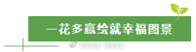  太行深处那抹金黄：涉县人与连翘的不解之缘 文化旅游 太行深处那抹金黄：涉县人与连翘的不解之缘 文化旅游